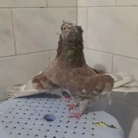 کبوتر گرگی و سرخ خال قدیم|پرنده|خان ببین, |دیوار