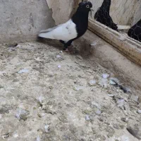 جفت سینه فروشی