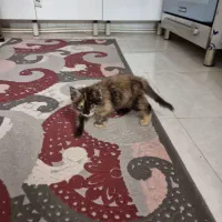 گربه پرشین|گربه|تهران, مختاری|دیوار