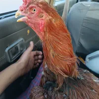 خروس لاری