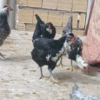 تخم مرغ گلین|حیوانات مزرعه|برخوار, |دیوار