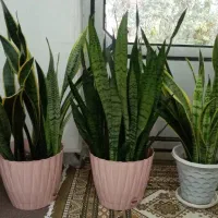 گل سانسوریا