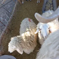 گوسفند.بره.کره.محلی