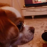 سگ اشپتزو پامر