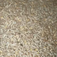 بذر گندم جی 5