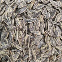 پخش عمده تخمه آفتابگردان و کدو|خوردنی و آشامیدنی|نظرآباد, نظرآباد|دیوار