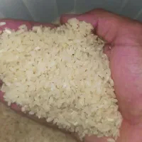 فروش برنج کامفیروزی درجه یک یک|خوردنی و آشامیدنی|شیراز, شهرک گلستان شمالی|دیوار
