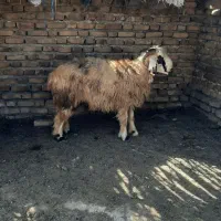 بره قوچ نژاد دار