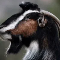 معاوضه بز لری گله داری
