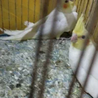 عروس هلندی