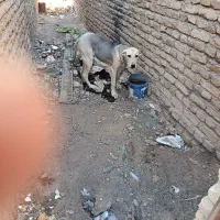 فروش ماده سگ پژدر6ماهه