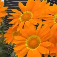 کار در گلخونه