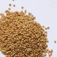 شبدر همه رقم یونجه سرد سیر و گرم سیر همه رقم