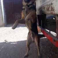 سگ ژرمن|سگ|کرمان, |دیوار