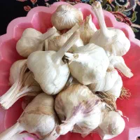 سیر تازه|خوردنی و آشامیدنی|تهران, خانی آباد نو جنوبی|دیوار