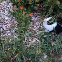 خرگوش ماده بالغ مست مست