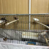 فنج های بازیگوش و سرحال