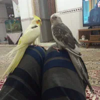 یک جفت عروس هلندی نرو ماده،تازه جفت شدن رام ودستی.