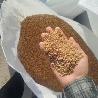 گندم بوجار شده تمیز