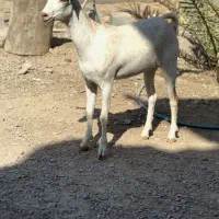 بز بوئر و عمانی