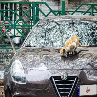 آلفا رومئو جولیتا