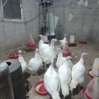 بوقلمون گوشتی|حیوانات مزرعه|محمدشهر, علی آباد گونه|دیوار