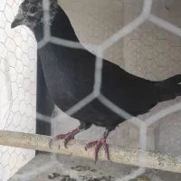 کفتر