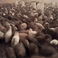 بلدرچین تخمگذار و گوشتی و تخم نطفه دار