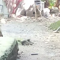 یک عدد مرغ دورگه لاری کاکلی بفروش میرسد