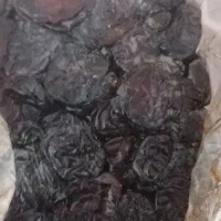 فروش خرمای کبکاب