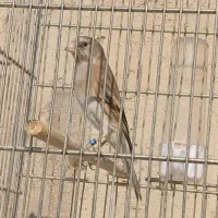 سهره قناری دهندار و سهره|پرنده|ری, شهرک نظامی|دیوار