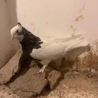 کبوتر کله سیاه و طوقی و سینه سبز و دم سفید و سیاه|پرنده|فسا, |دیوار