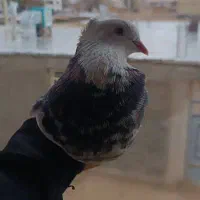 سه جفت طوقی|پرنده|لردگان, |دیوار