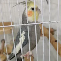 عروس هلندی سیامون بازیگوش