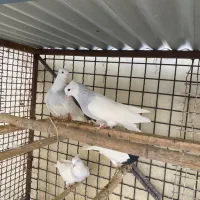 کبوتر طوقی آبی