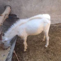 بز سانن|حیوانات مزرعه|گرمسار, |دیوار