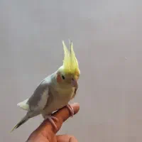 عروس هلندی نر سخنگو