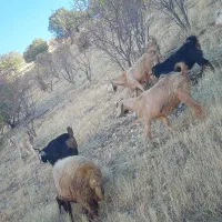 بز و ساورین|حیوانات مزرعه|زمکان, |دیوار