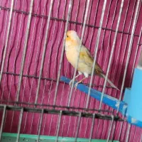 قناری ماده مزایکی|پرنده|برخوار, |دیوار