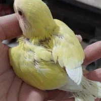 ۳عدد طوطی کوتوله زرد صورت هلویی اماده دستی شدن|پرنده|سبزوار, پاسداران|دیوار