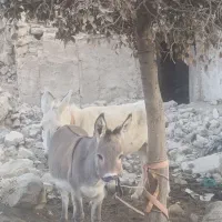 دو عدد الاغ جوان|حیوانات مزرعه|لنده, |دیوار