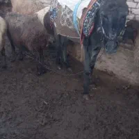 دوعدد خر|حیوانات مزرعه|عطاملک, |دیوار