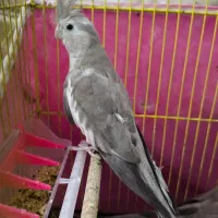 عروس هلندی وایت فیس|پرنده|بندر ماهشهر, |دیوار