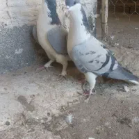 کبوتر،تهرانی و لچکی جفت درجه یک
