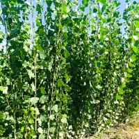 پــخش انــواع نـهـال هــای درجـه یک|خدمات باغبانی و درختکاری|شیراز, تپه تلویزیون|دیوار