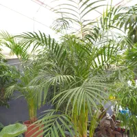 تخفیف بلک فراید گلخونه اسپلنت|گل و گیاه طبیعی|مشهد, شهرک صنعتی توس|دیوار