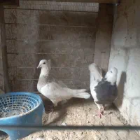 کبوتر طوقی هفت رنگ|پرنده|فردوس (خراسان), |دیوار