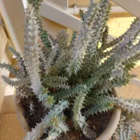 گل و گیاه طبیعی|گل و گیاه طبیعی|جم, |دیوار