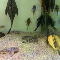 انواع کت فیش و پلکو های خاص