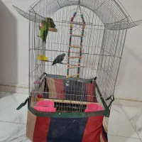 طوطی بزریلی|پرنده|پاکدشت, پاکدشت (مامازند)|دیوار